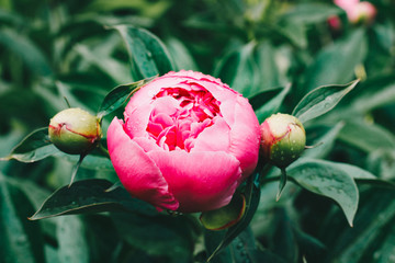 Beautiful pink peonies in the garden after the rain © Lyalya Go