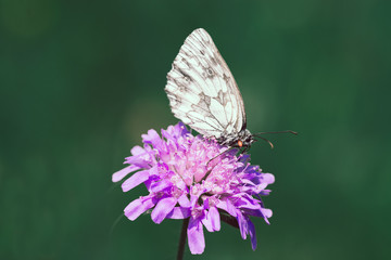 Schachbrett Schmetterling