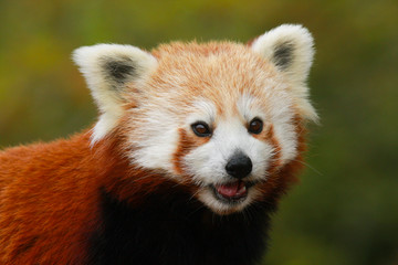 Close up of the head and shoulders of a red panda (ailuris fulgens) in a tree