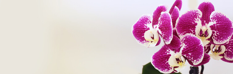 Obraz na płótnie Canvas flowers orchid