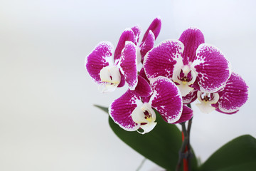 flowers orchid