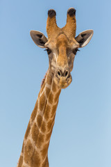 detailed front view portrait of male giraffe head and neck, blue sky