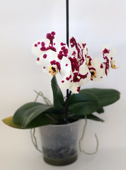 flowers orchid