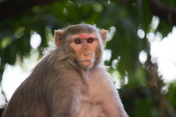Portrait of The Rhesus Macaque Monkey Sitting Under the Trees