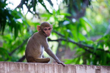 Portrait of The Rhesus Macaque Monkey Sitting Under the Trees