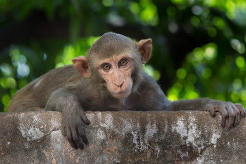 Portrait of The Rhesus Macaque Monkey Sitting Under the Trees