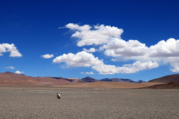 Fototapeta na wymiar Lonely man in the desert of atacama