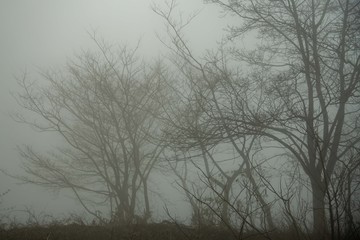 Fototapeta na wymiar 伯耆大山の森を霧が覆い、幽玄な雰囲気を醸す、森の木々の美しいシルエットが薄い布をかけた様な風景となっていた。