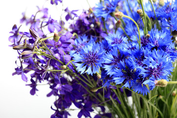 Close-up of blue cornflowers on a white background