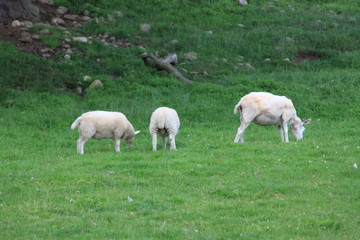Obraz na płótnie Canvas Sheep in Corrimony Nature Reserve, Scotland