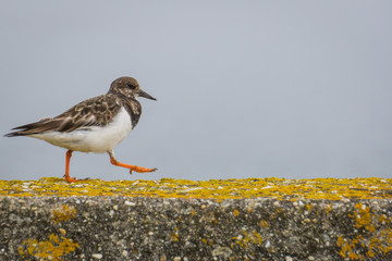 l'oiseau 