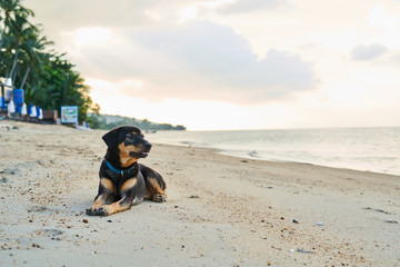 The dog is lying on the sandy beach