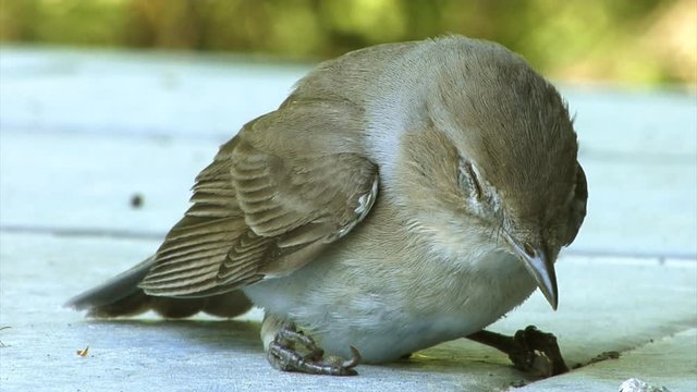 Closeup of a small bird - Lesser whitethroat - sitting on a terrace and regaining consciousness after hitting a window.