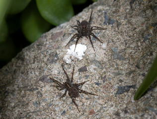 Close Up of a  Spotted Wolf Spider on White Background