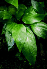 Freshness tropical leaves surface in dark tone as rife forest background