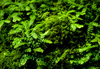 Freshness small fern leaves with moss and algae in the tropical garden
