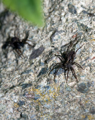 Close Up of a  Spotted Wolf Spider on White Background