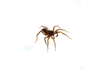 Close Up of a  Spotted Wolf Spider on White Background