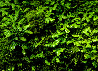 Freshness small fern leaves with moss and algae in the tropical garden