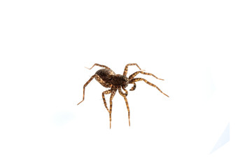 Close Up of a  Spotted Wolf Spider on White Background
