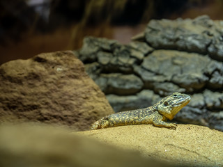 Lizard sitting on sand, with stones in background with awesome textures