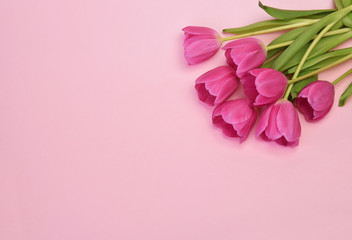 spring flowers banner - bunch of burgundy tulip flowers top view