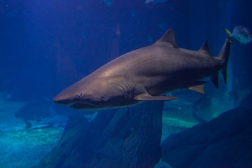 Obraz premium Sand tiger shark swimming in blue water