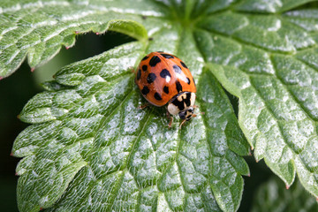 Close Up of A Ladybird Ladybug On White Background
