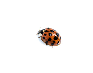 Close Up of A Ladybird Ladybug On White Background