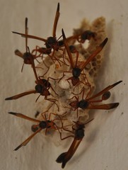 Paper wasp and nest (Belonogaster juncea colonialis)