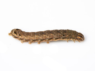 Butterfly Or Moth Brown Caterpillar Close Up on White Background