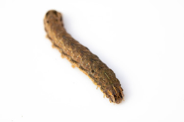 Butterfly Or Moth Brown Caterpillar Close Up on White Background