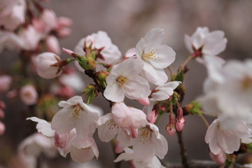 Obraz premium さくら