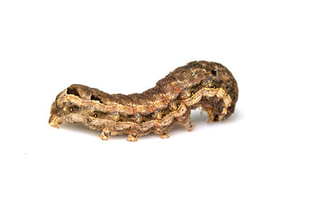 Butterfly Or Moth Brown Caterpillar Close Up on White Background