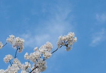 Cherry Blossoms in Spring