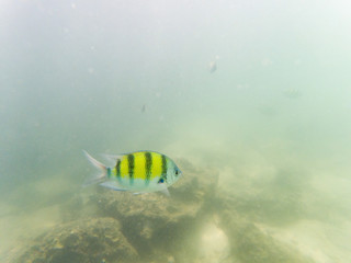 underwater marine life on coral reefs