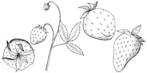 Vector Strawberry healthy food. Black and white engraved ink art. Isolated berry illustration element.
