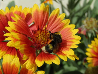 Flor con abeja
