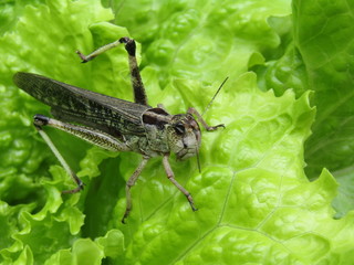 Saltamontes