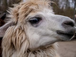 white alpaca close up with trees in background, held in captivity