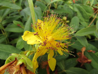 Flor exótica amarilla