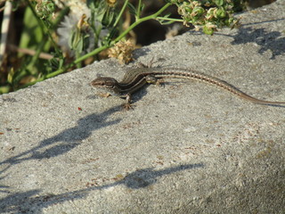 Lagartija