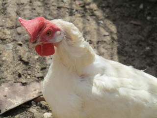 Gallina blanca