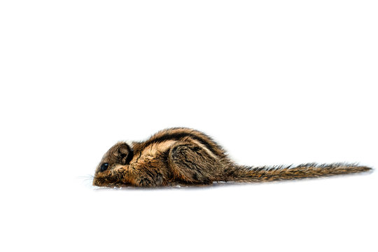 Asiatic striped squirrel small on white background.