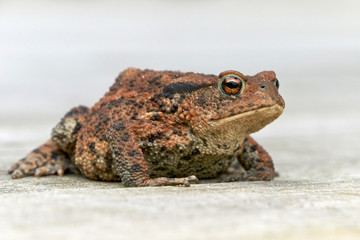 Kröte