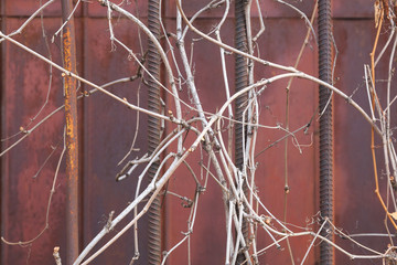 iron bars wrapped with dry grass