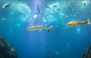 Fototapeta na wymiar Blacktip reef shark swimming in a water