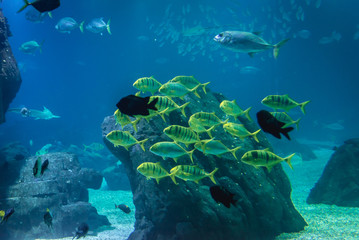 Fototapeta na wymiar Group of golden jack fishes swimming in water