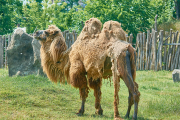 Two humped camel in zoo peeled after molting.