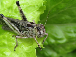Insecto, saltamontes
